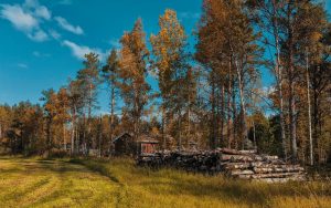 ухоженные леса Финляндии