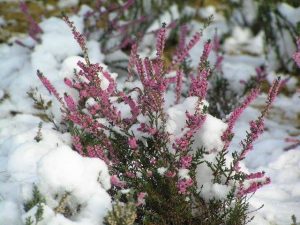 вереск - зимние цветы Финляндии